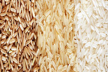 معرفی ارقام برنج "طاهر" و "قدسی"  تا سال آینده