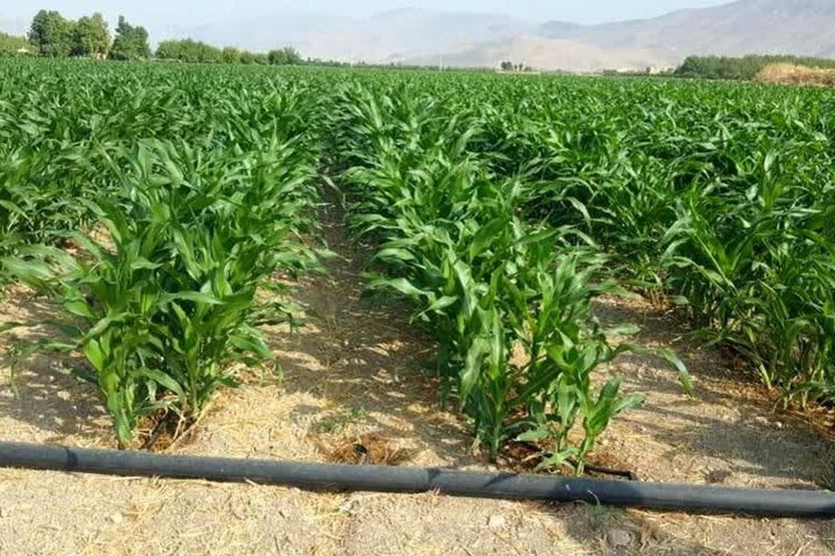 ذرت علوفه ای 