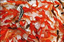 خرید و فروش گونه های جانوری کمیاب ممنوع است