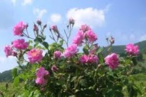 حمایت کشت گل‌محمدی و ایجاداشتغال جوانان بیکار بخش کشاورزی