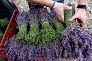 اسطوخودوس گیاهی با سودآوری بالا و مصارف زیاد در صنعت و دارو 