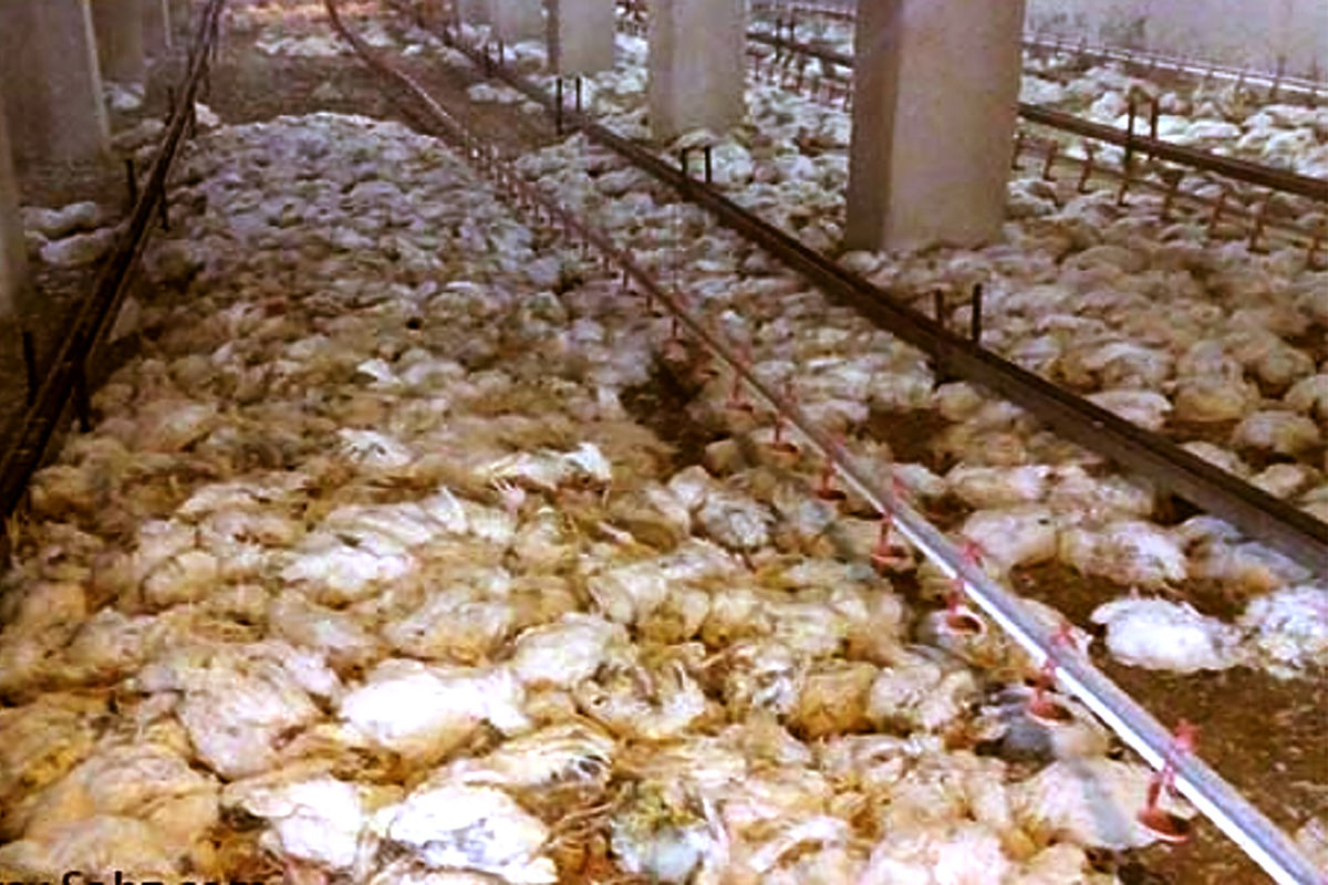  ویروس آنگارا  مرغداران