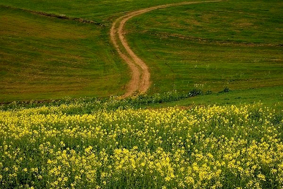 ۹۰ تن دانه‌های روغنی قاچاق درگنبد کاووس کشف شد