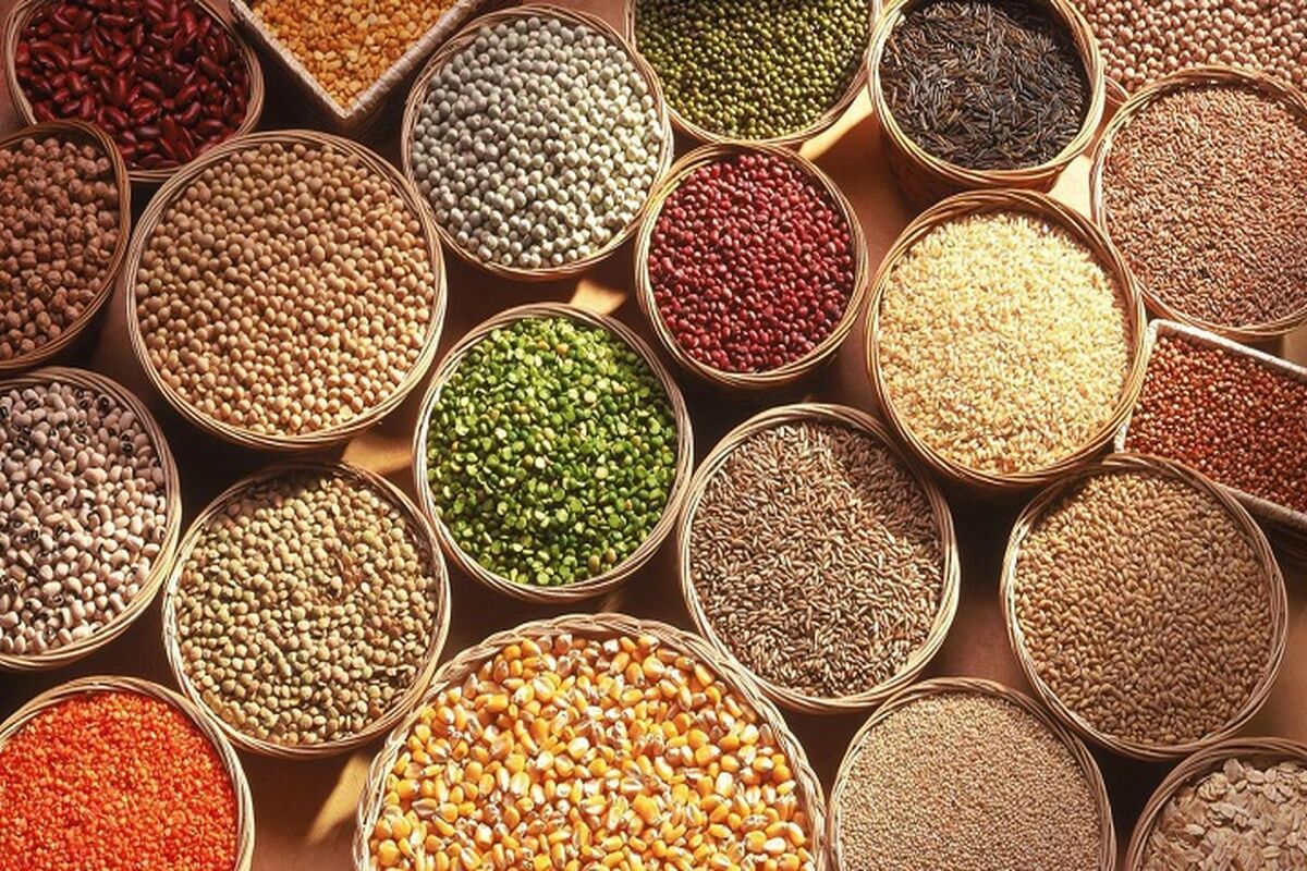رییس هیات مدیره انجمن واردکنندگان بذر اصلاح شده ایران