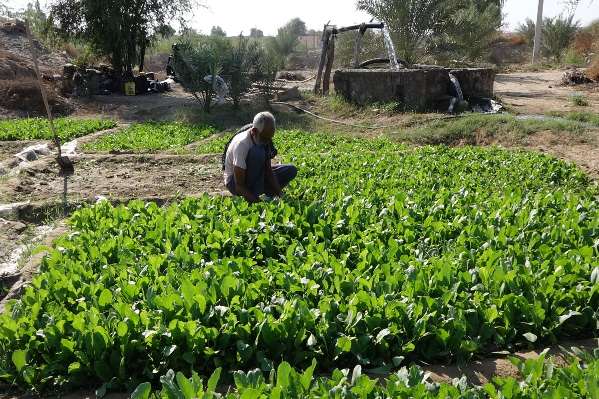 کشاورزی+هرمزگان