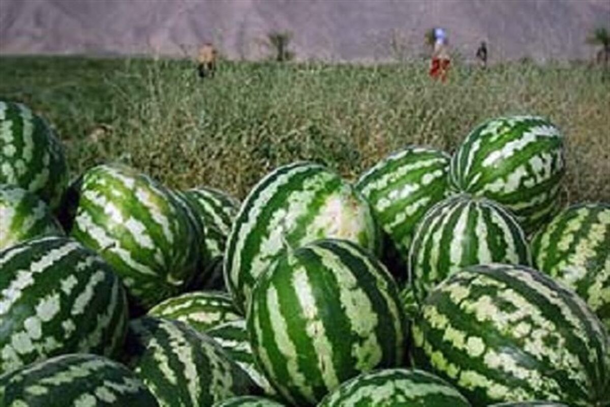 هندوانه