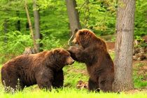 مشاهده خرس قهوه ای در شرق گیلان