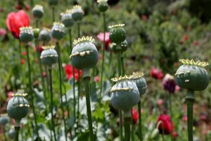 خبر کشف باغ خشخاش در ساری تکذیب شد