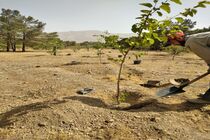 طرح مردمی کاشت سالانه ۶ میلیون نهال در هرمزگان آغار شد