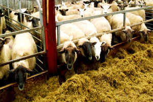 دام سبک ۲۰ هزار تومان ارزان شد