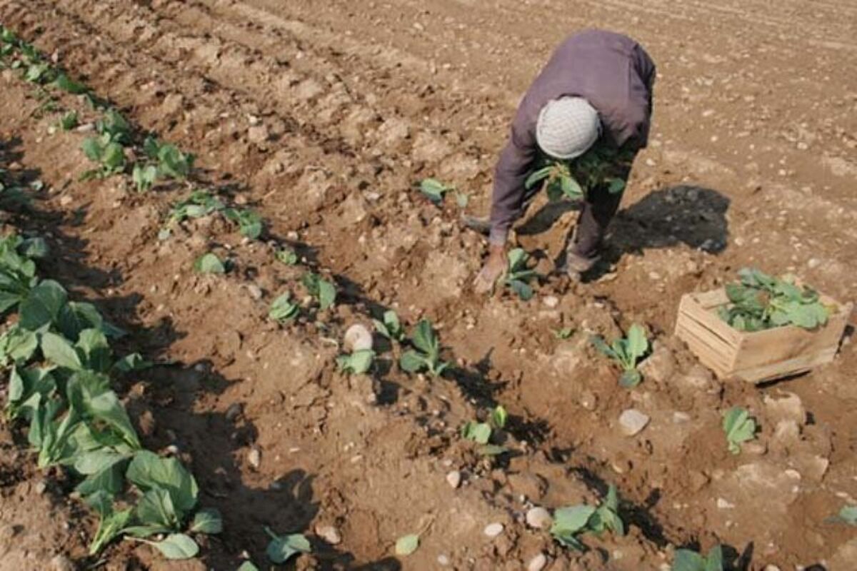 نشای سبزی و صیفی خارج از فصل