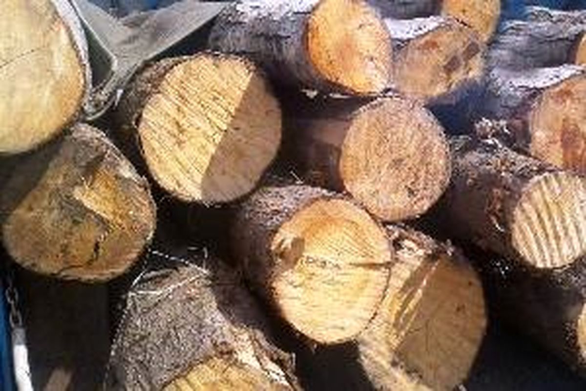 چوب قاچاق