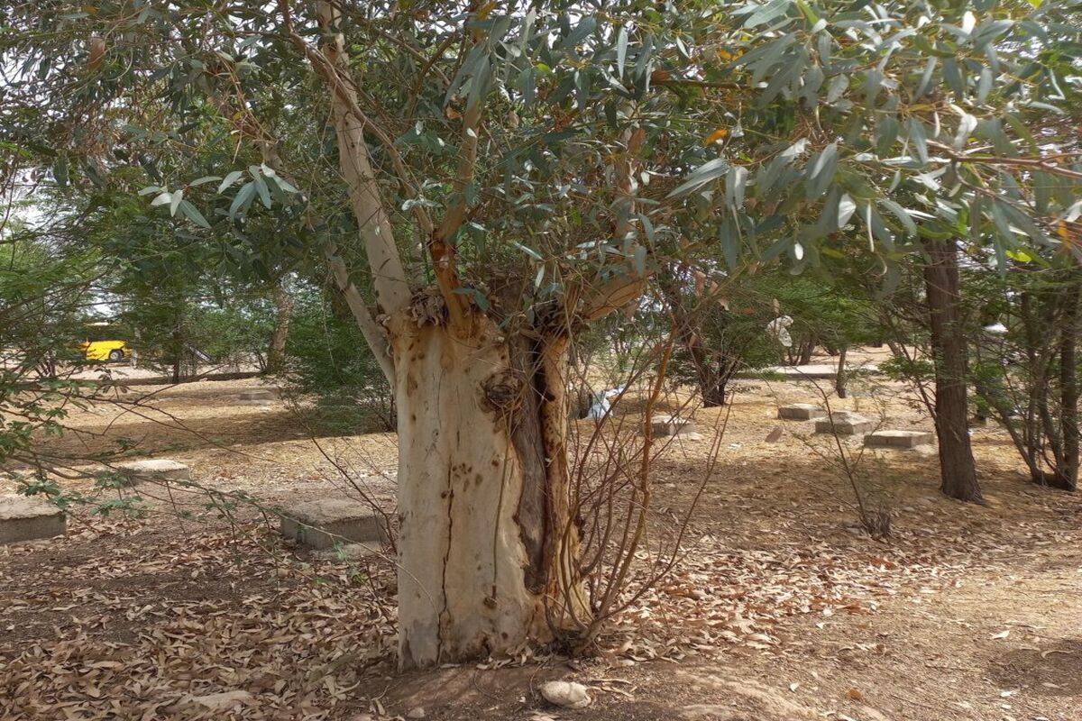 باغات