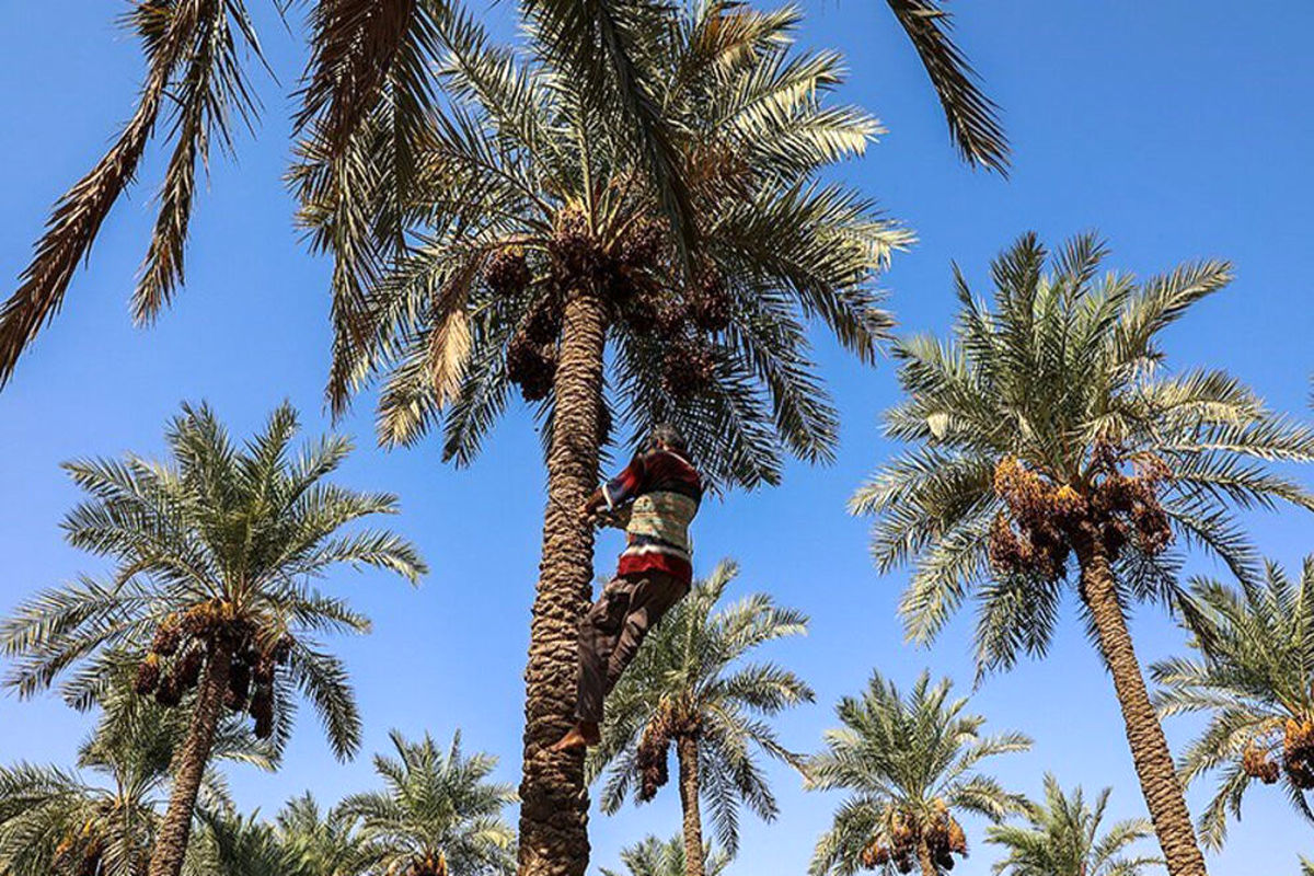 نخلستان خرما