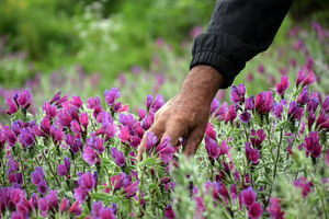 کشت گیاهان دارویی در شادگان آغاز شد