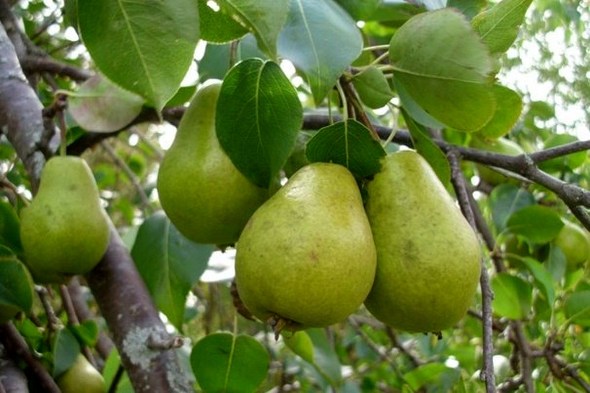 اصفهان- باغات گلابی