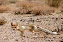  یک قلاده روباه در طبیعت شهرستان شاهین شهر زنده گیری و رهاسازی  شد