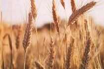 خرید تضمینی ۲۸ هزارتن گندم در هرمزگان