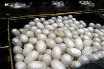 کنگره بین المللی نوغانداری با شعار «ابریشم برای جهانی سبز و توسعه پایدار» برگزار می شود