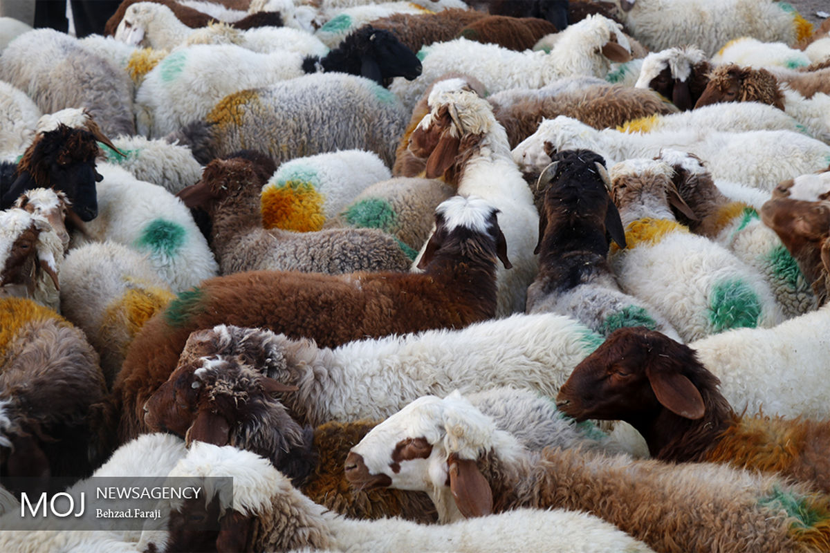 محل عرضه دام در کرمانشاه