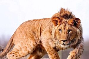 یک قلاده شیر در مجموعه گردشگری الیمالات نور تلف شد