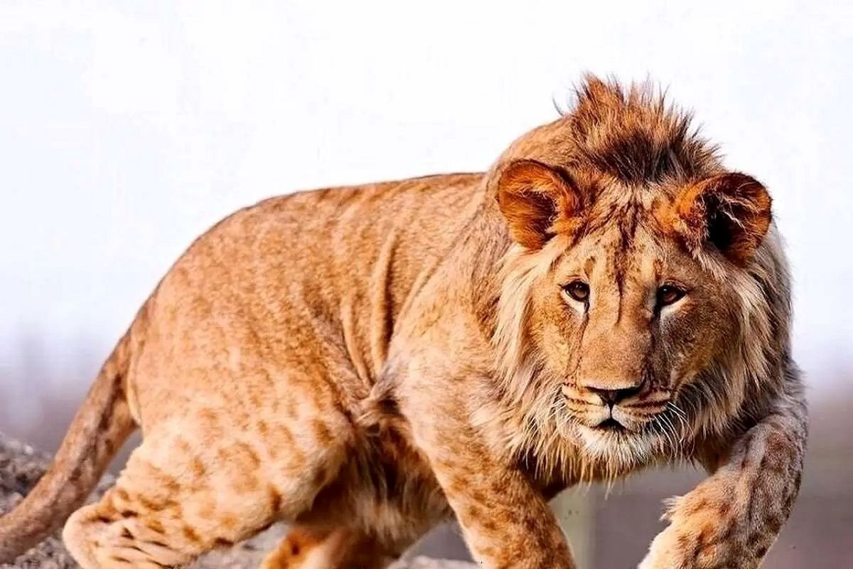 تلف شدن یک قلاده شیر در مجموعه گردشگری الیمالات نور