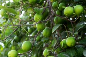 خرید توافقی لیموترش برای جلوگیری از ضرر و زیان باغداران رودانی 