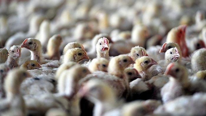 آنفلوآنزای فوق حاد پرندگان در استان گیلان مشاهده نشد