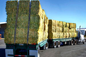 افزایش قیمت گوشت در آینده برای استان در نبود علوفه