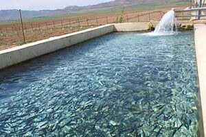 رهاسازی بچه‌ماهی در دریای خزر و آب‌های داخلی کشور ۱۱ درصد افزایش یافته است