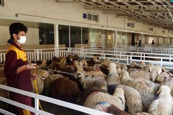 نرخ قربانی برای حج ۱۴۰۵ اعلام شد