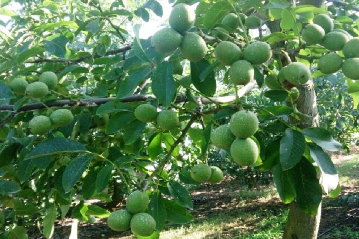 گردو قزوین