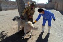 انجام بیش از ۹۰۰۰ نوبت واکسیناسیون هاری در استان قزوین