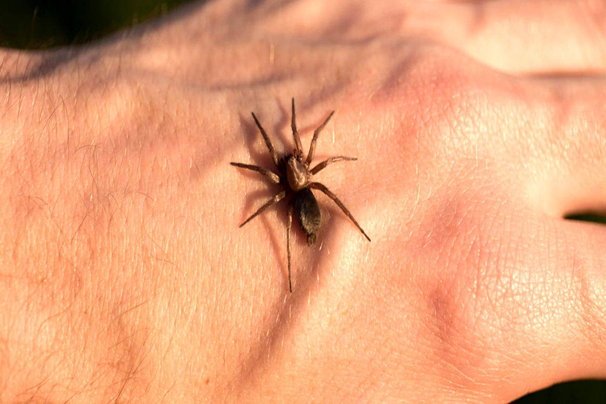 گزیدگی حشرات