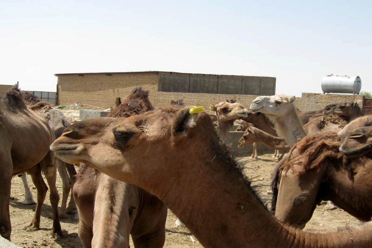 هویت دار کردن شتر‌ها