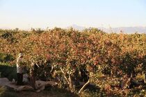  خسارت 420 میلیارد ریالی به باغات پسته در اردستان