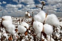 پیش بینی برداشت ۳ تن پنبه از هر هکتار مزارع استان اصفهان