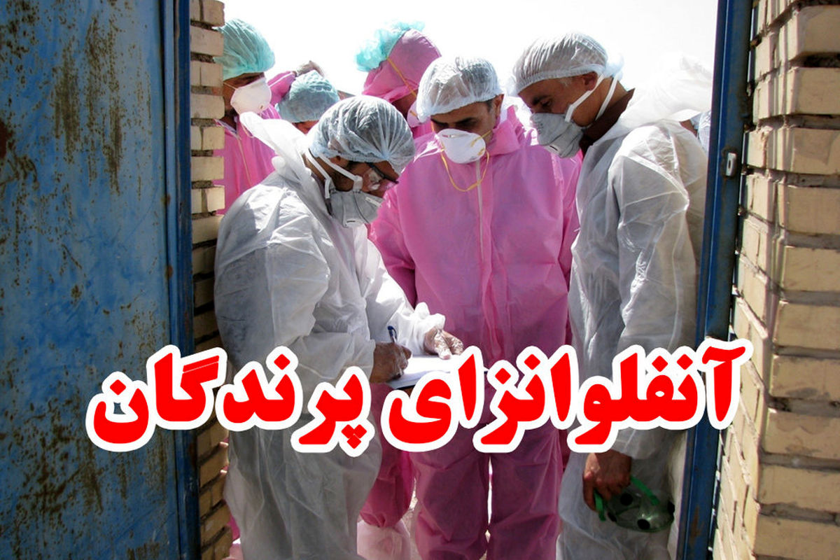 اصفهان- انفولانزای پرندگان