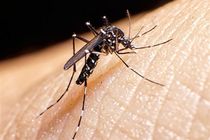 صید پشه آئدس در مازندران