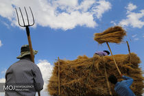 قیمت گذاری گندم برای وزارت جهاد چالش برانگیز شد / پرداخت های سازمان برنامه هم به موقع نیست