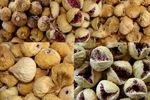 استهبان دوباره در صدر؛ آغاز فصل برداشت در قطب جهانی انجیر دیم