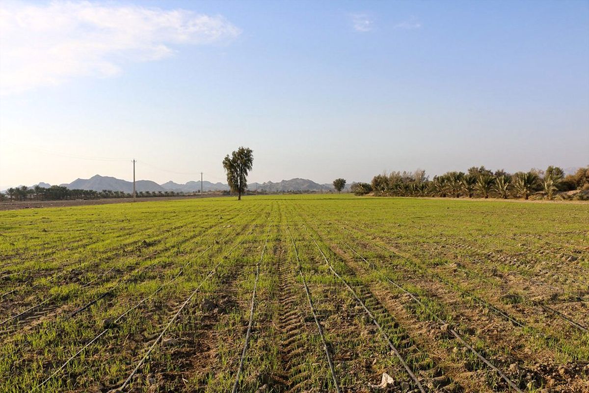 دعوا سرزمین کشاورزی در هفتکل