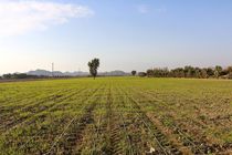 اراضی کشاورزی شادگان سیراب می شوند