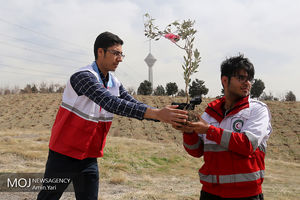 کاشت درخت صلح