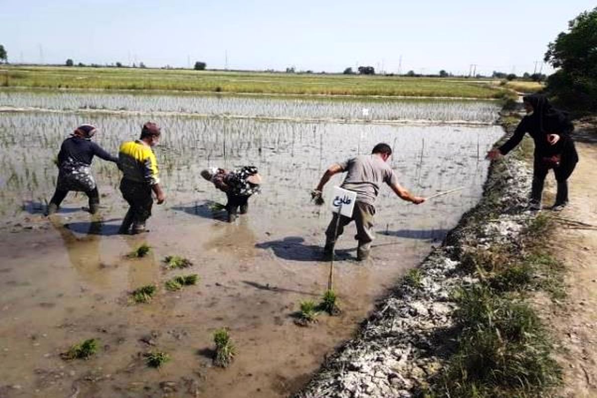 شالیزار مازندران