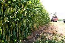 توزیع 17 هزار تن نهاده‌های دامی در بین کشاورزان هرمزگان