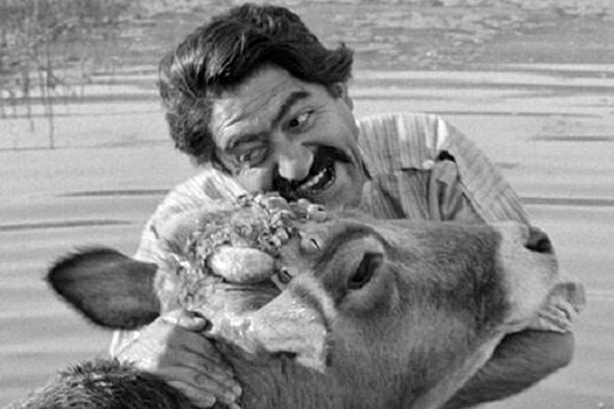 داریوش مهرجویی فیلم گاو