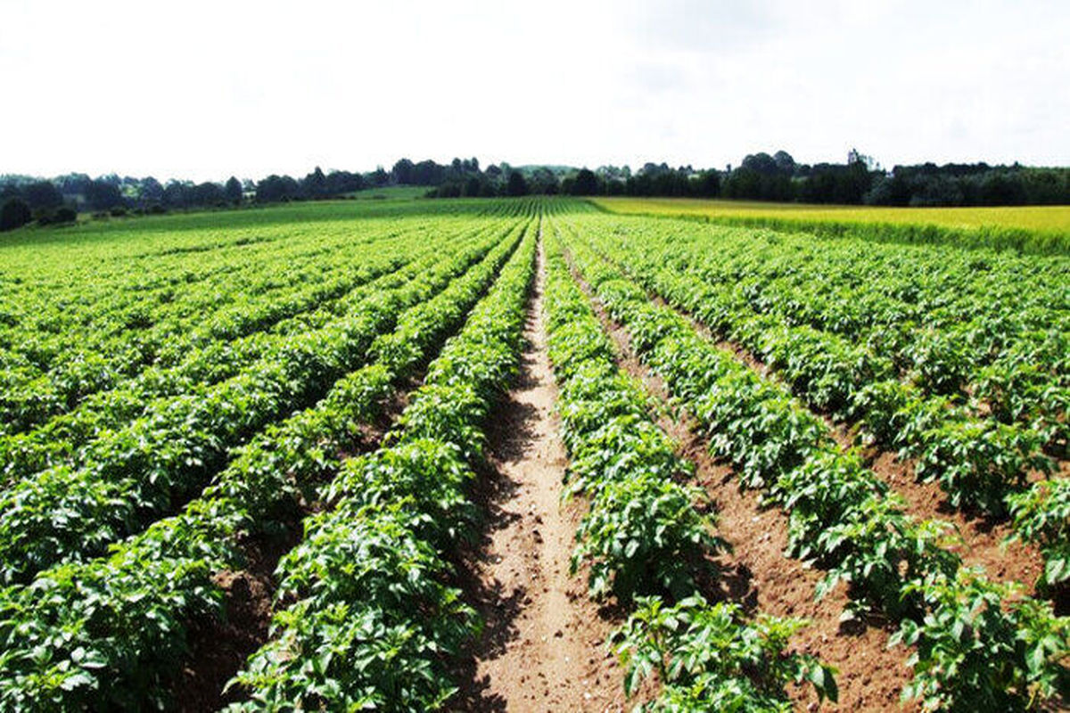 زمین کشاورزی 