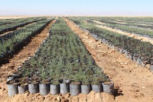 ادارات منابع طبیعی برای تامین و واگذاری نهال به شهروندان آمادگی دارند