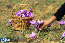برداشت زعفران از ۳۰ درصد مزارع زیرکشت خراسان رضوی 